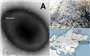 Hồi sinh virus cổ đại 48.500 năm tuổi