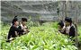 Mở hướng thoát nghèo từ cây quế