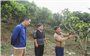 Chuyển đổi cây ăn quả hướng tới kinh tế bền vững vùng cao