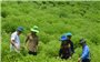 Sơn Dương (Tuyên Quang): Đào tạo nghề gắn với chuyển giao KH-KT trong sản xuất nông nghiệp để giảm nghèo bền vững