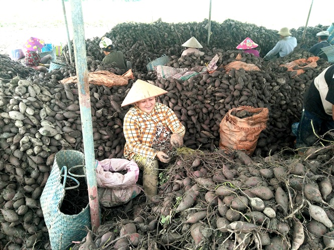 Thu hoạch khoai lang ở Bình Tân