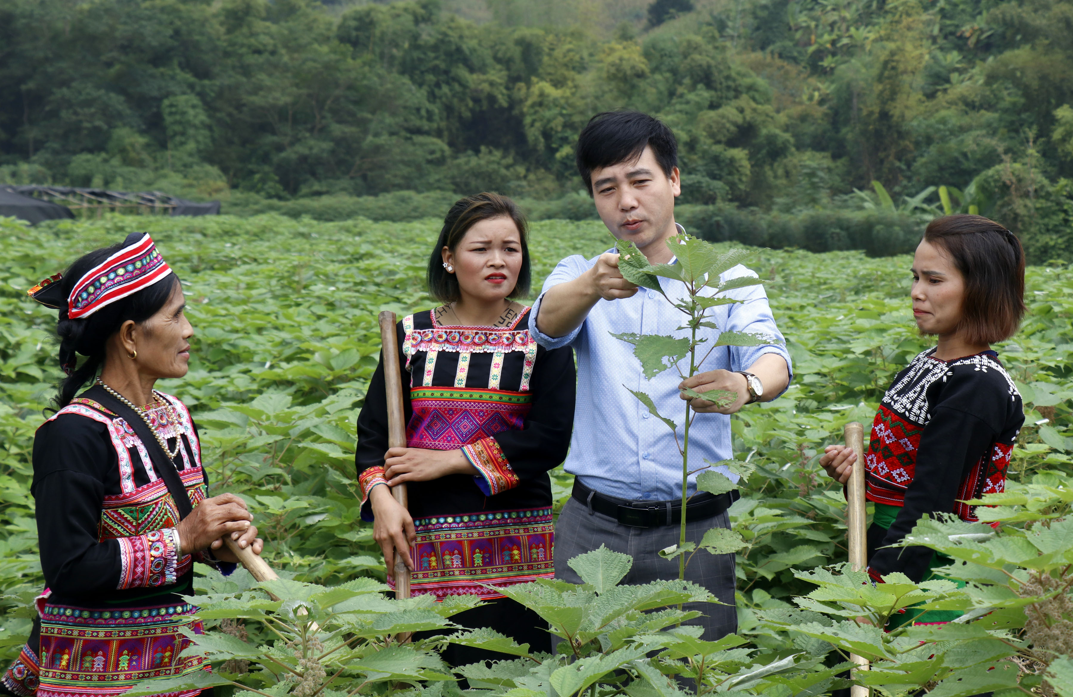 Dự án trồng cây Gai xanh tạo công ăn việc làm cho hàng nghìn phụ nữ trên địa bàn huyện Văn Bàn