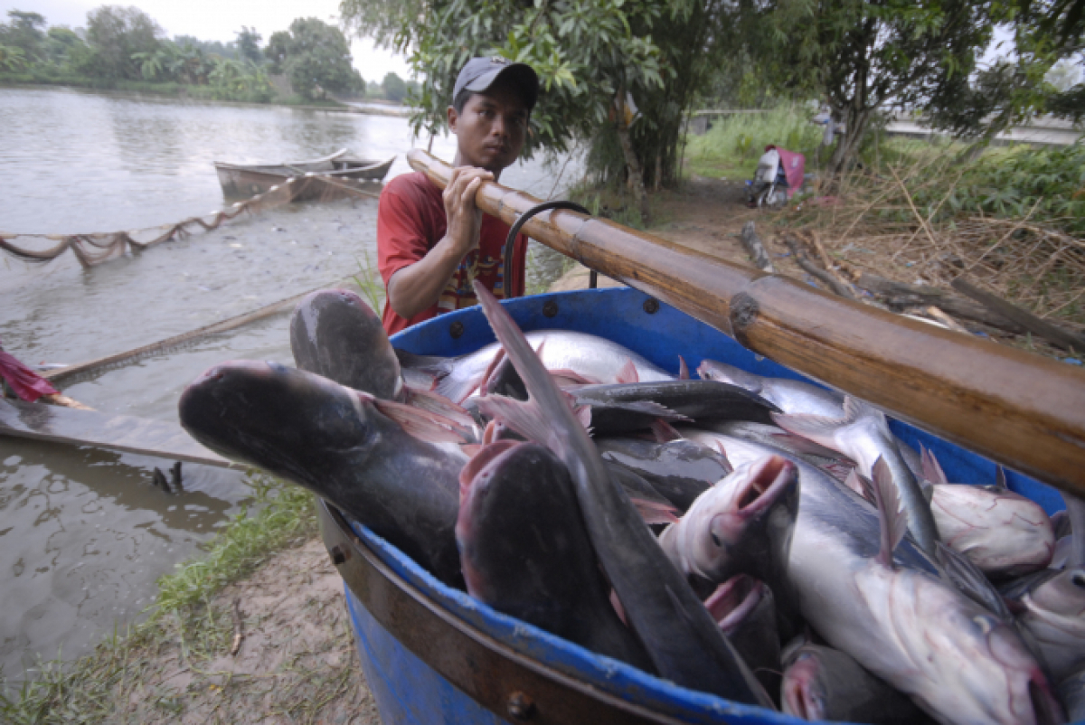 Nông dân vùng ÐBSCL thu hoạch cá tra