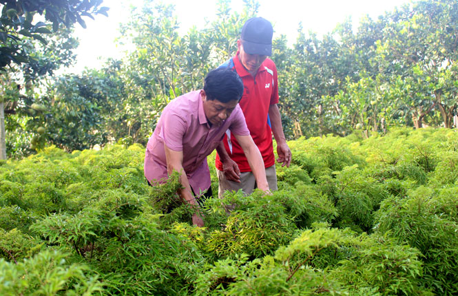 Người nông dân thị xã Phổ Yên chăm sóc cây đinh lăng 