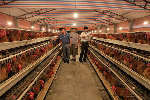 Một trang trại nuôi gà Tiên Yên theo áp dụng nhiều khoa học kỹ thuật mang lại chất lượng và giá trị kinh tế cao.