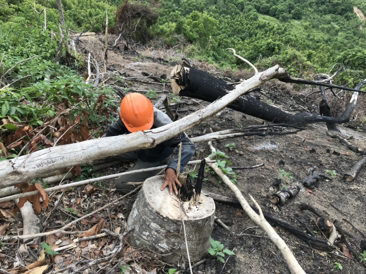 Trong năm, các lực lượng chức năng tỉnh Khánh Hòa đã phát hiện nhiều vụ phá rừng, khai thác rừng trái pháp luật (trong ảnh, một vụ phá rừng ở Khánh Vĩnh)