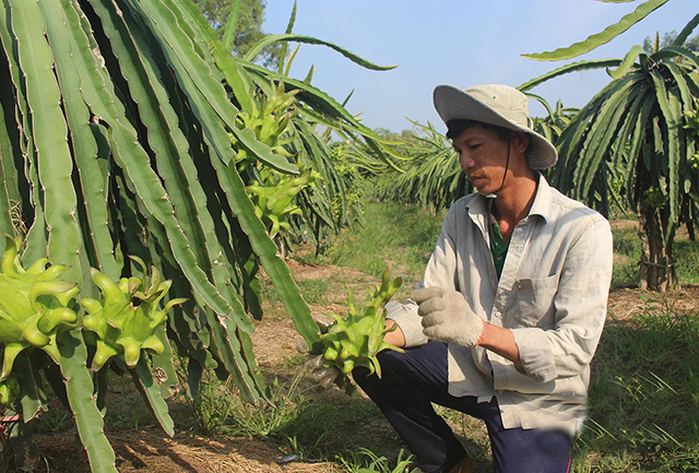 Quá trình chuyển đổi cây trồng ở Gò Công Tây (Tiền Giang) cho thấy hiệu quả cao - TL