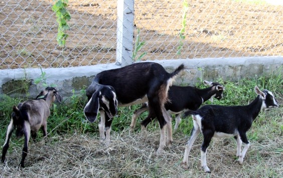 Huyện Hương Sơn có chính sách hỗ trợ phát triển cho đàn dê tỉnh nhà. Ảnh: Báo Hà Tĩnh