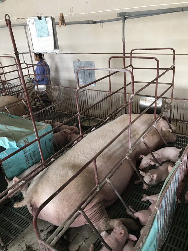 Chuồng trại chăn nuôi lợn của Dabaco.