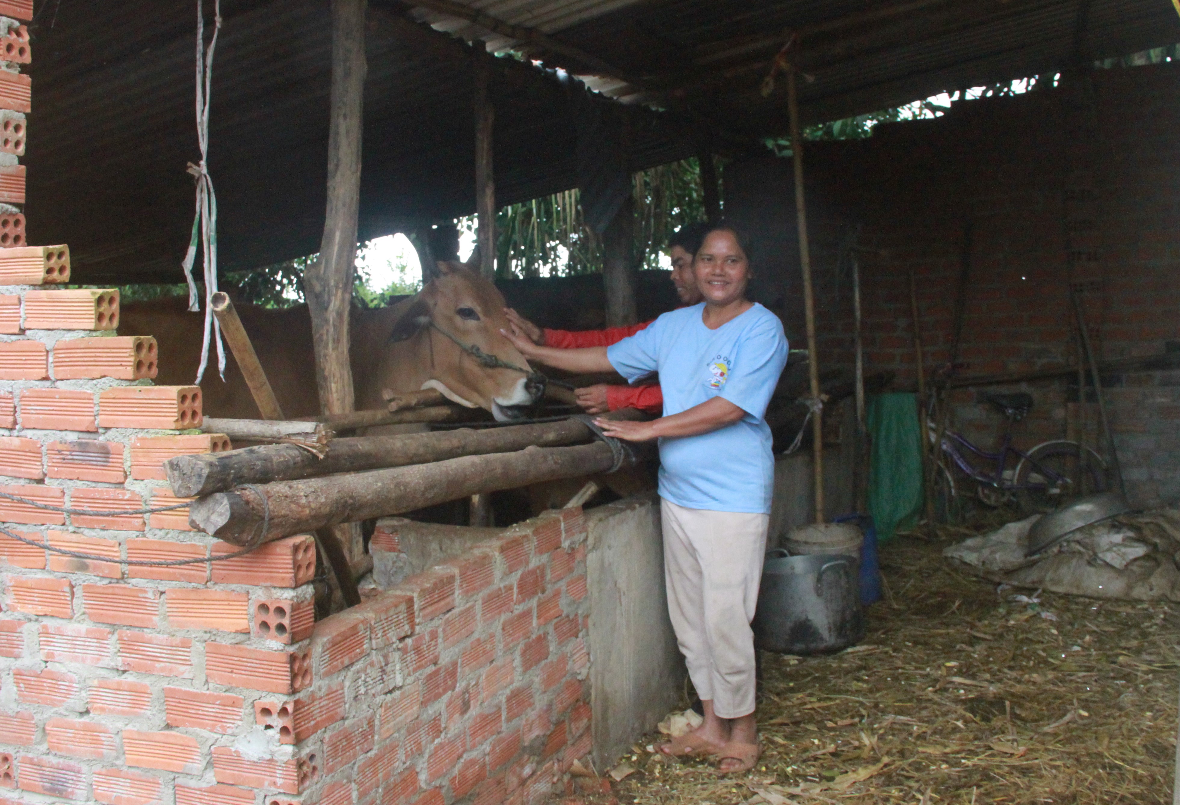 Một hộ dân buôn Cư Knia chăn nuôi bò phát triển kinh tế hiệu quả