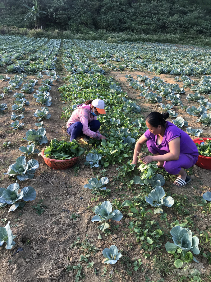 Do sản xuất theo chuẩn VietGAP nên rau ở Khâu Tinh được người tiêu dùng trong và ngoài tỉnh ưa chuộng.