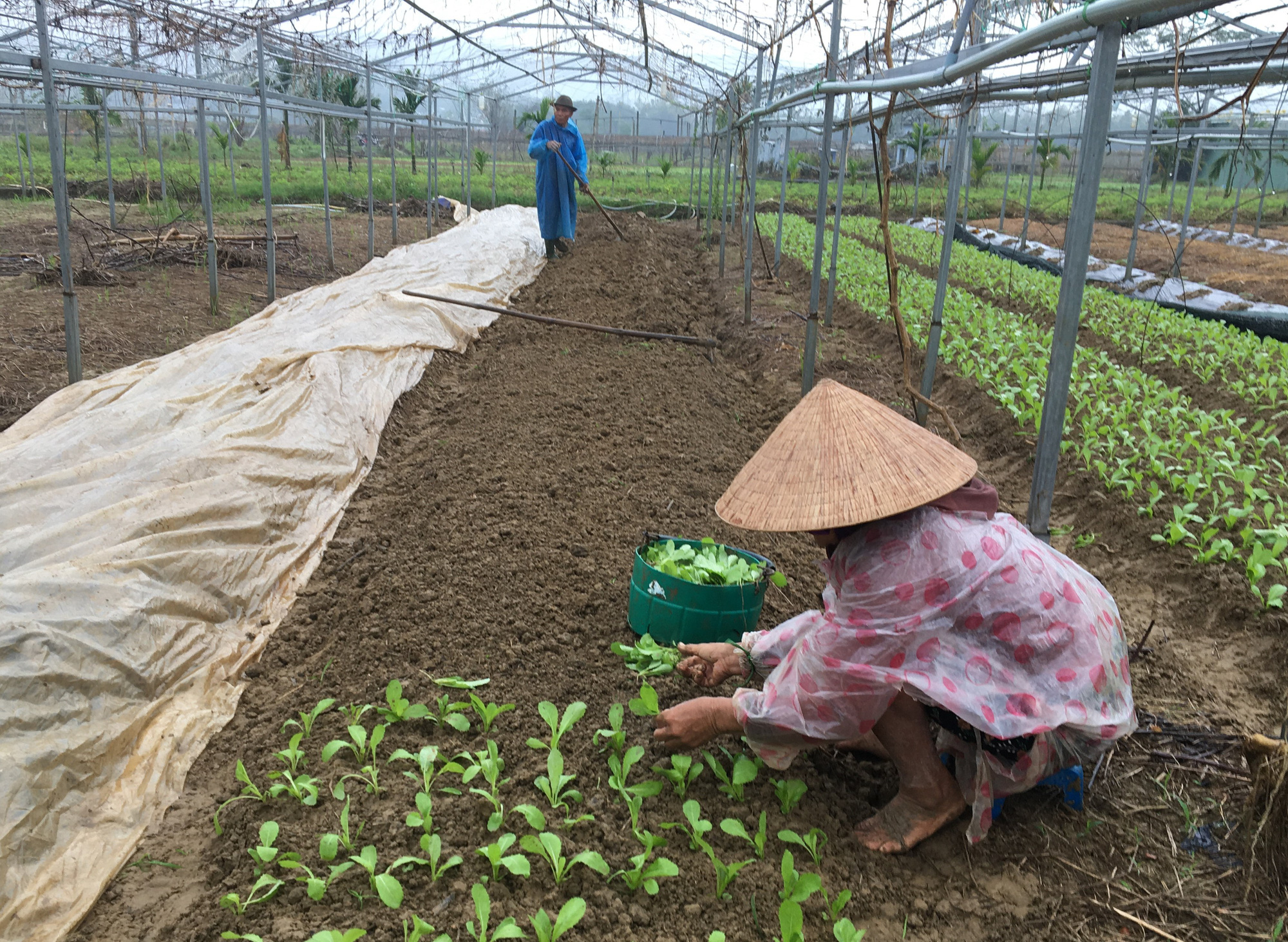 Nông dân nhiều địa phương trên địa bàn TP Đà Nẵng gấp rút sản xuất rau vụ cuối để kịp vụ mùa Tết Nguyên đán Tân Sửu 2021.