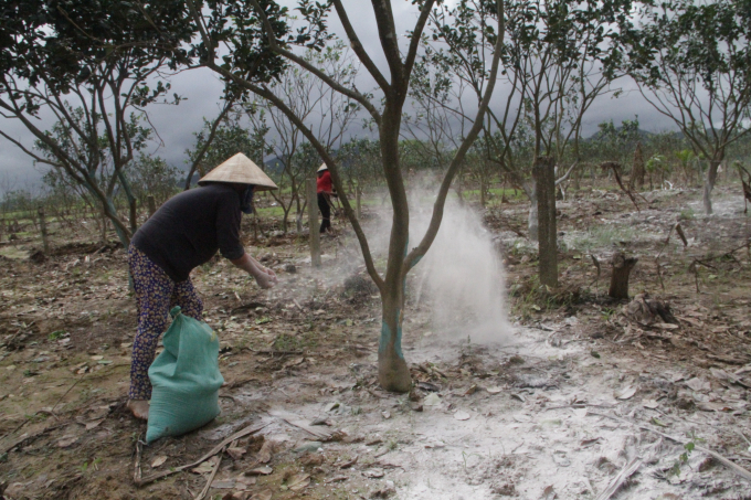 Hàng trăm hộ trồng thanh trà ở Thừa Thiên- Huế cũng xuống vườn khẩn trương vệ sinh vườn trồng, chăm sóc cây cứu những diện tích thanh trà bị hư hại của gia đình sau bão, lũ.