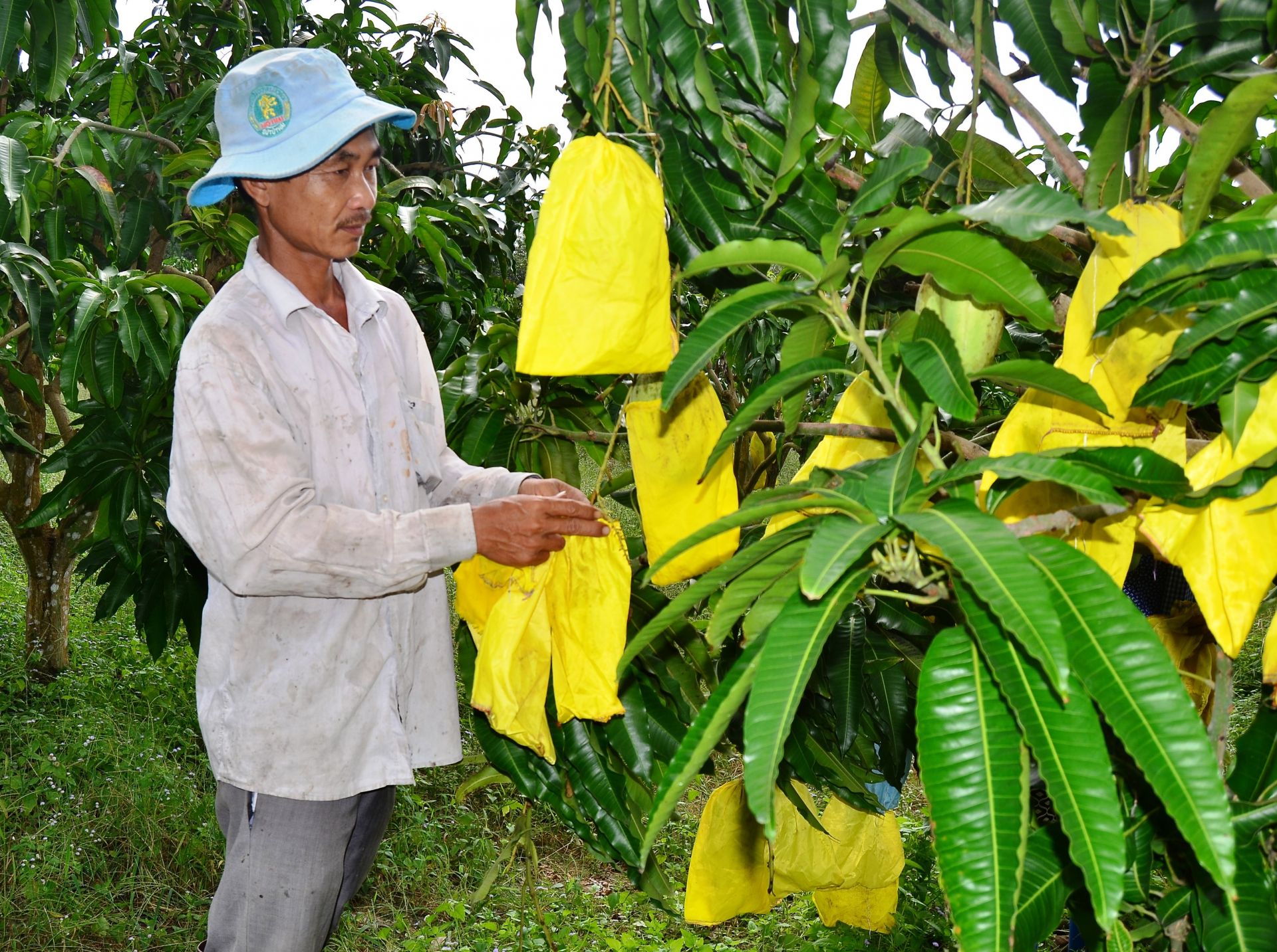 Một nhà vườn trồng, chăm sóc cây ăn trái theo hướng nông nghiệp hữu cơ trên địa bàn tỉnh Tây Ninh