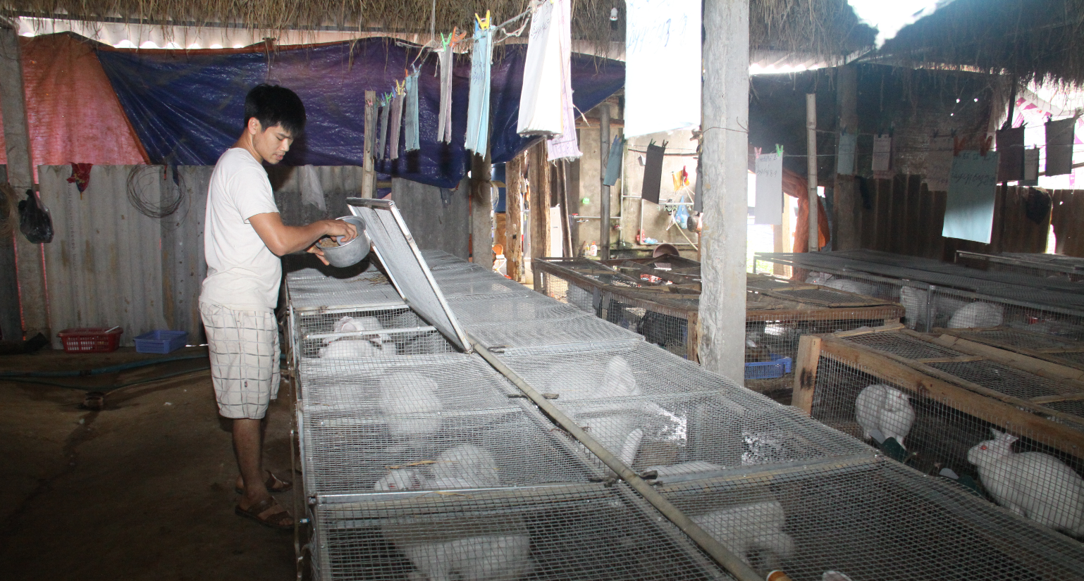 Anh Bùi Văn Hậu trong trang trại thỏ của mình.