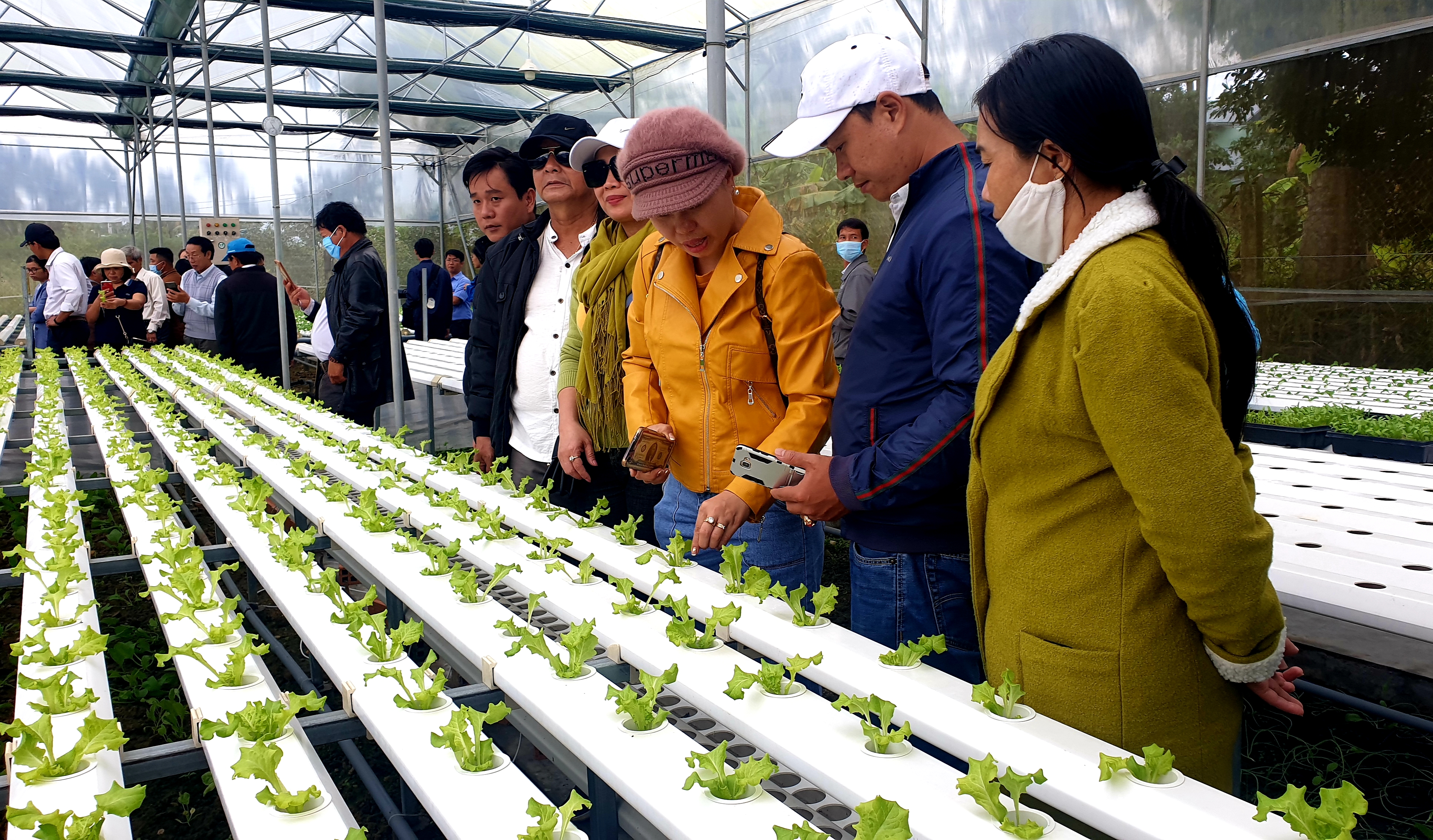 Các đại biểu tham quan mô hình trồng rau thủy canh (TX An Khê)