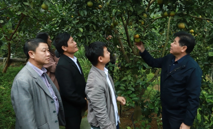 Thay vì đẩy mạnh mở rộng diện tích, các tỉnh khu vực Bắc Trung bộ tập trung sản xuất thâm canh cây ăn quả có múi nói chung, cây cam nói riêng. Ảnh: Gia Hưng.