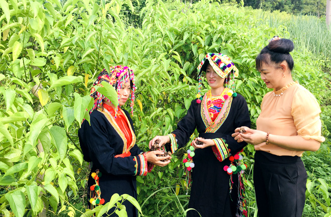 Người Dao Đỏ thôn Khuân Mản thu hoạch cây Sachi.
