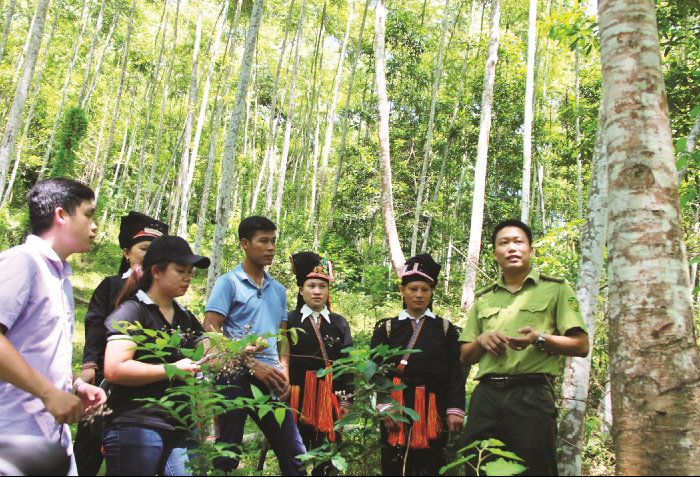 Cán bộ Kiểm lâm đồng hành cùng người dân hướng dẫn chăm sóc, thu hoạch, bảo vệ tài nguyên rừng. Ảnh: Đăng Thy.