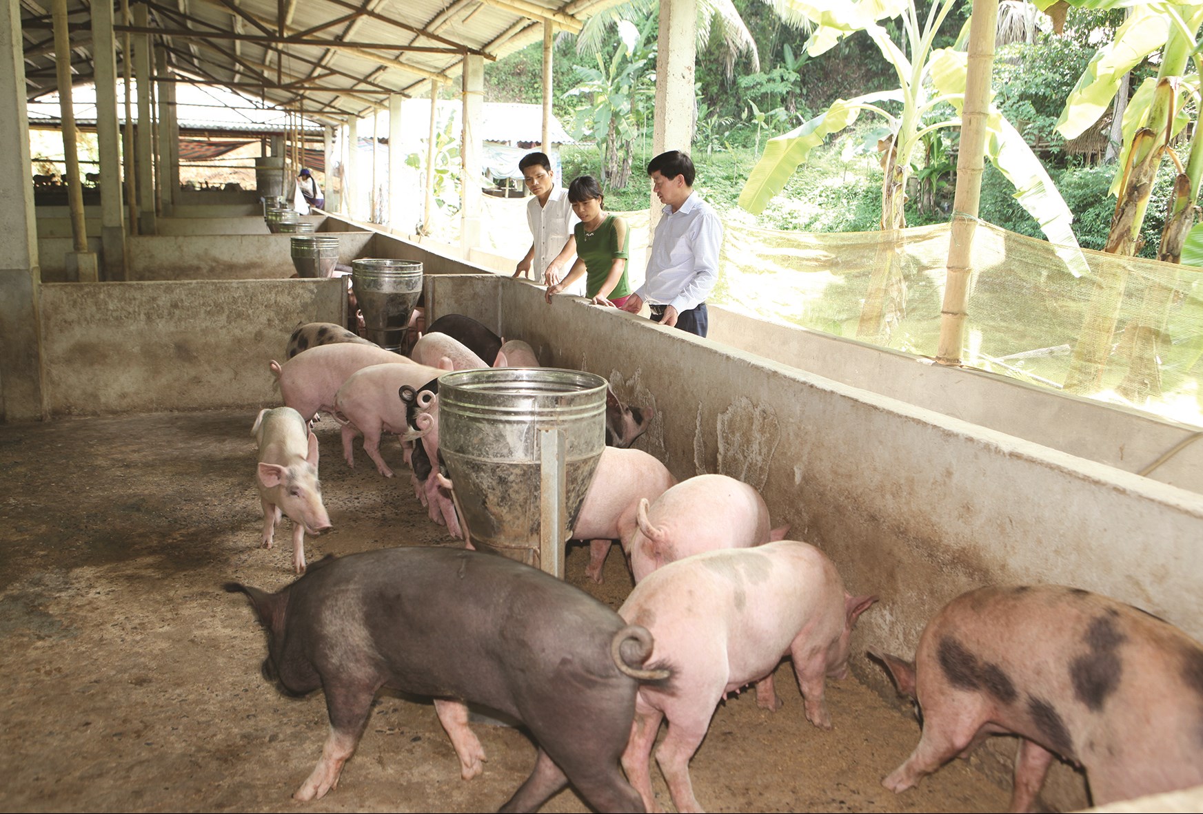 Phát triển kinh tế trang trại, gia trại được xem là hướng đi phù hợp với khu vực miền núi Thanh Hóa.