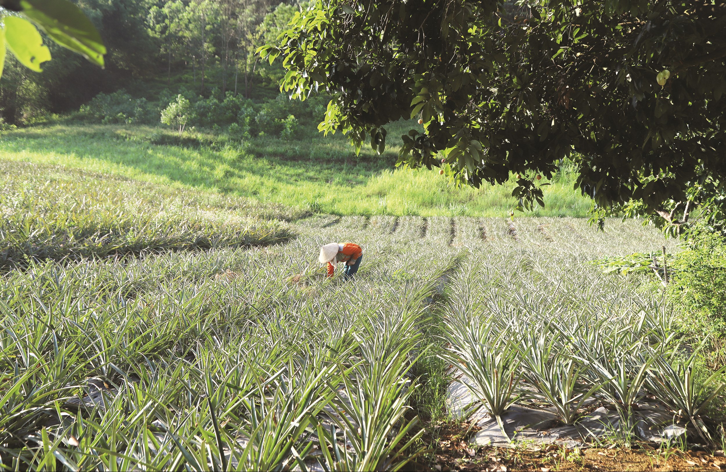 Người dân xã Phú Long trồng dứa mang lại giá trị kinh tế cao.