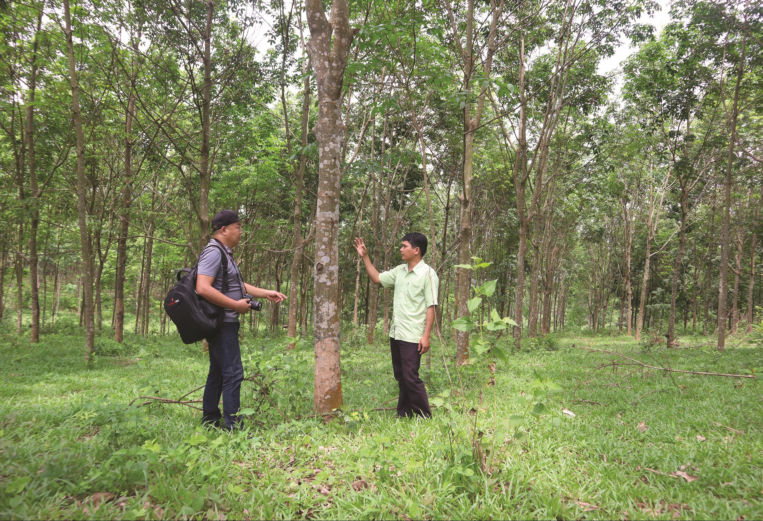 Với hơn 400ha, cây cao su đang trở thành cây chủ lực trong phát triển kinh tế của người dân xã A Dơi.