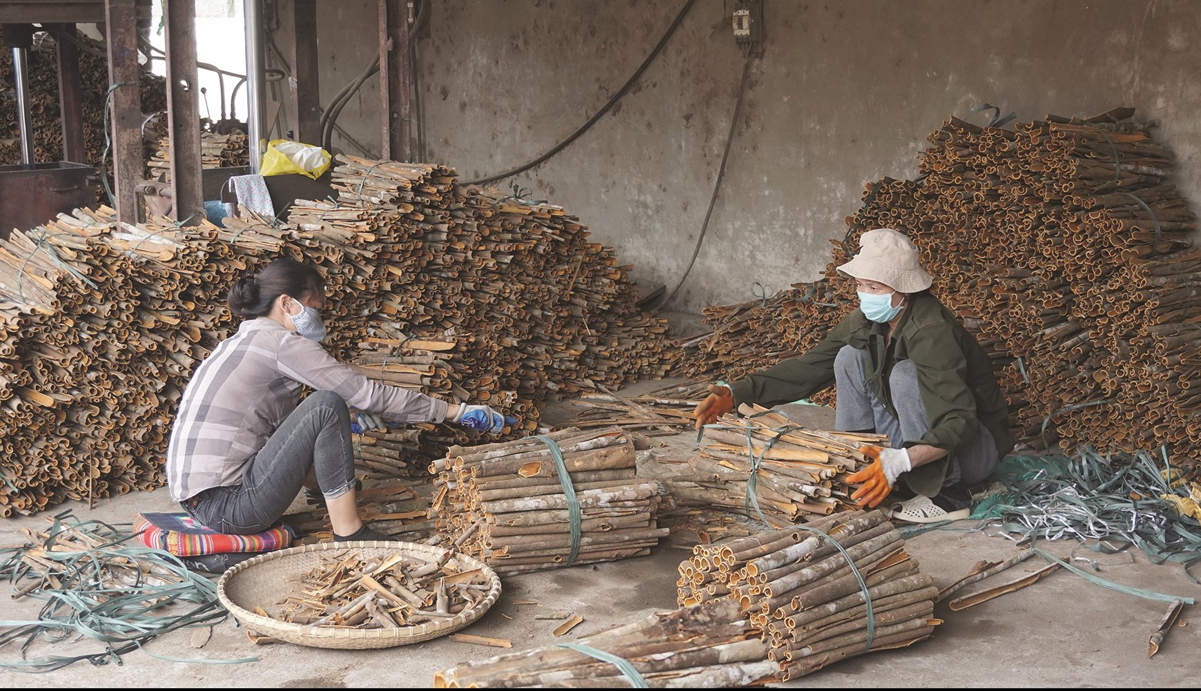 Các cơ sở chế biến nông - lâm sản  được huyện khuyến khích phát triển. (Trong ảnh: Cơ sở thu mua, sơ chế quế xuất khẩu tại thị trấn Phố Lu).