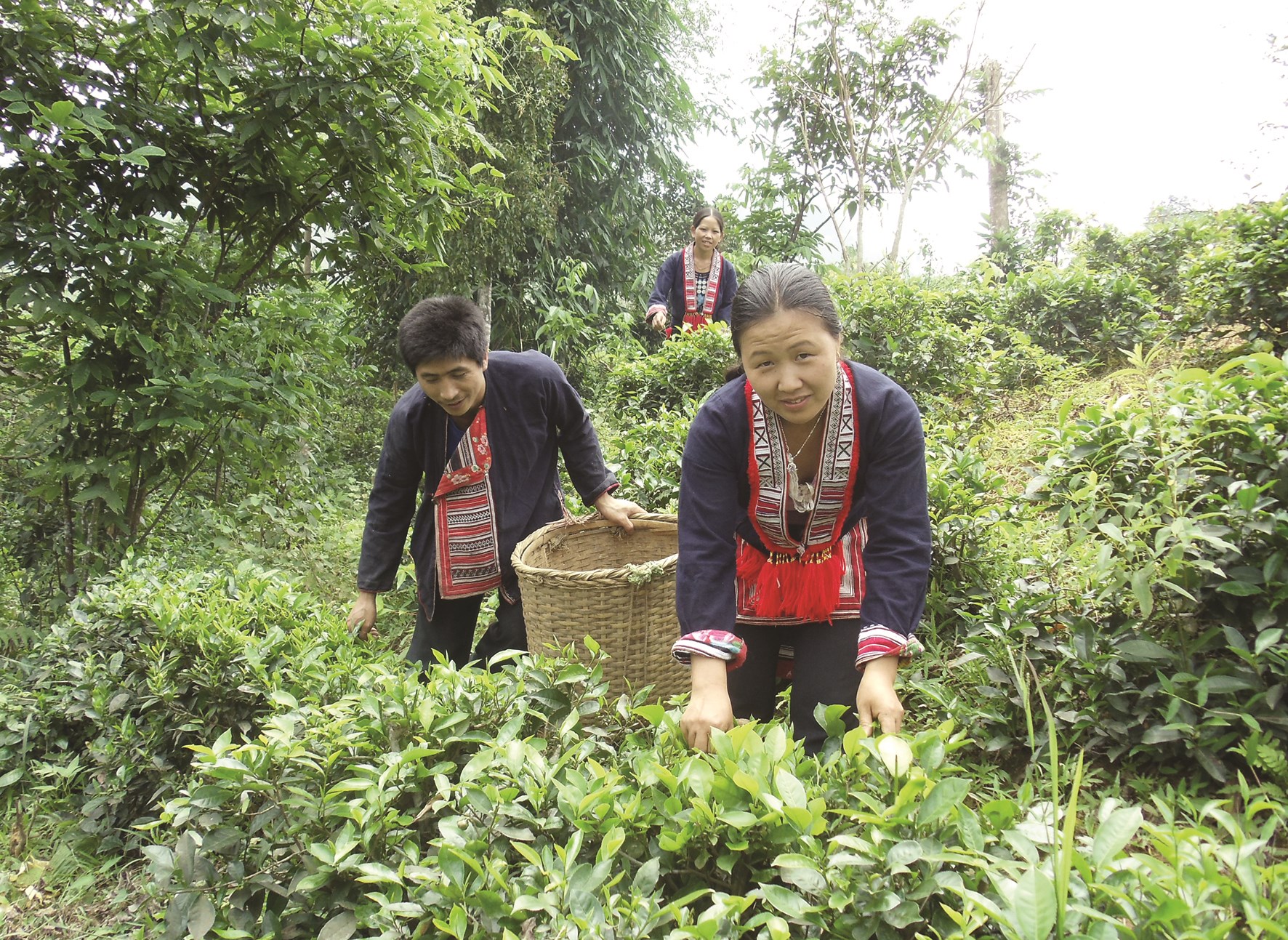 Các hộ dân ở thôn Cao Phạ, xã Minh Khương, huyện Hàm Yên (Tuyên Quang) phát triển kinh tế từ trồng chè.