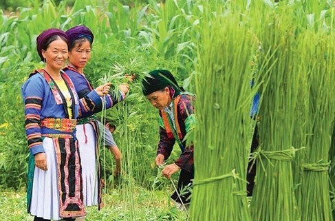 Phụ nữ Mông luôn gắn với nghề trồng lanh dệt vải. Ảnh: Tư liệu