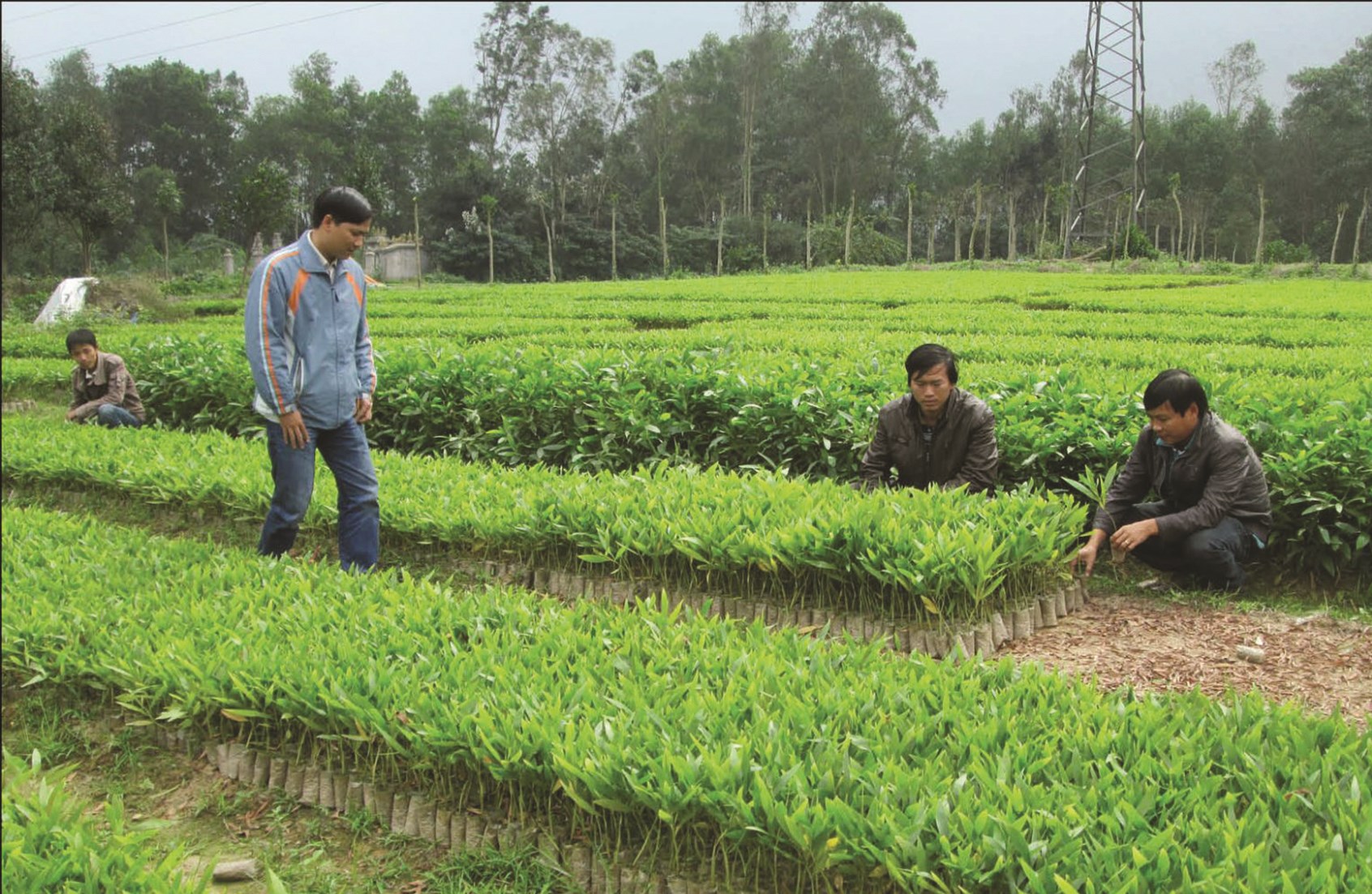 Người dân Khánh Vĩnh chuẩn bị cây giống cho mùa trồng rừng mới.