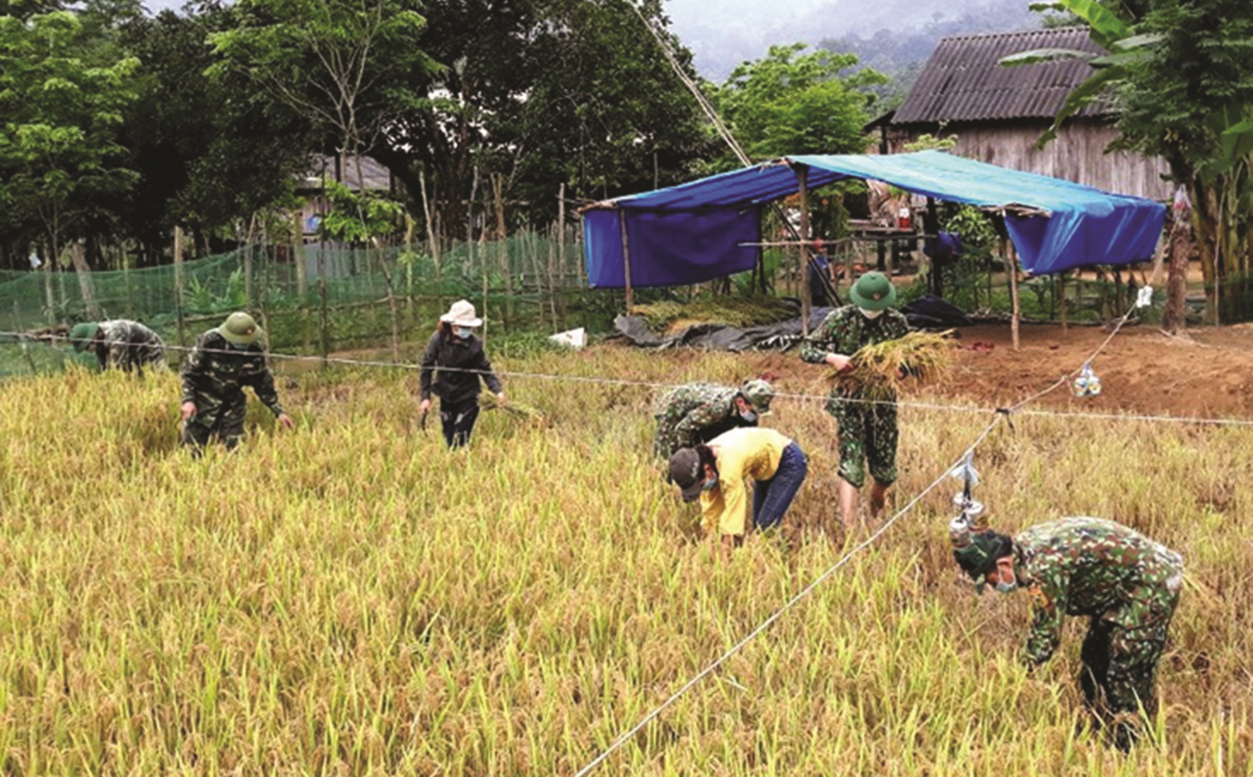 Bộ đội Biên phòng Đồn Làng Ho, huyện Lệ Thủy giúp dân thu hoạch lúa.