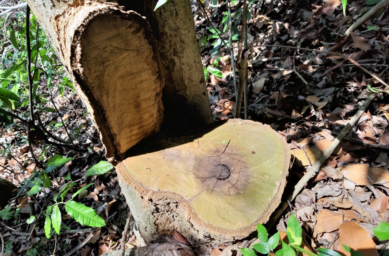 Nhiều cây gỗ lớn bị chặt hạ