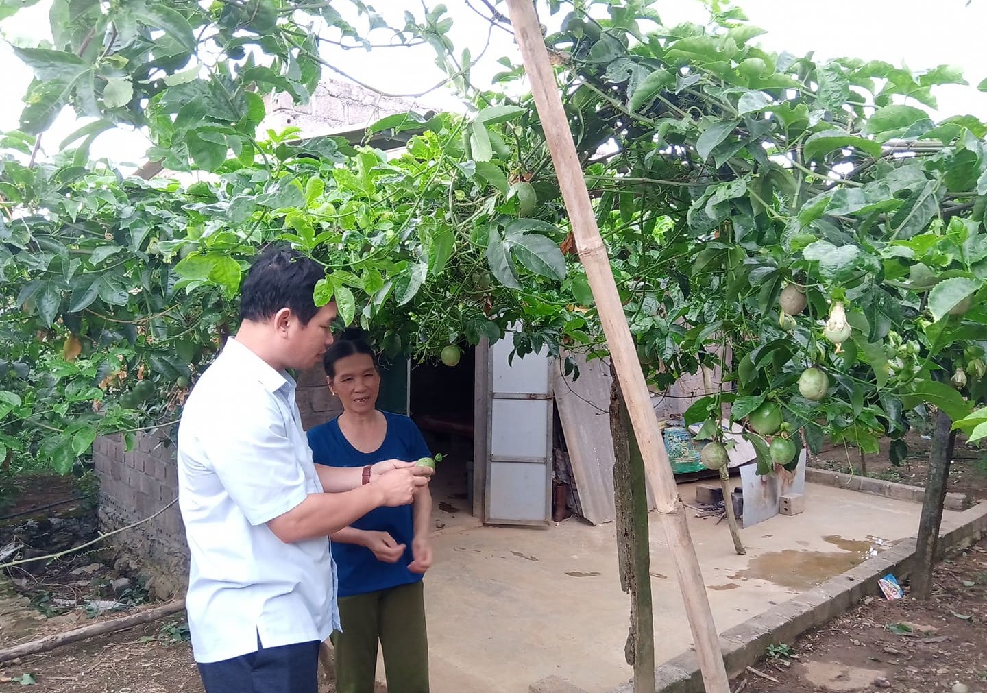 Người dân phát triển cây chanh leo mang lại giá trị kinh tế cao.