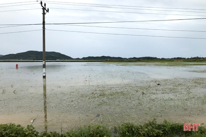 Mưa lớn làm ngập lúa ở thôn Sơn Thịnh, xã Kỳ Tiến, huyện Kỳ Anh, Hà Tĩnh. (Nguồn: baohatinh.vn)