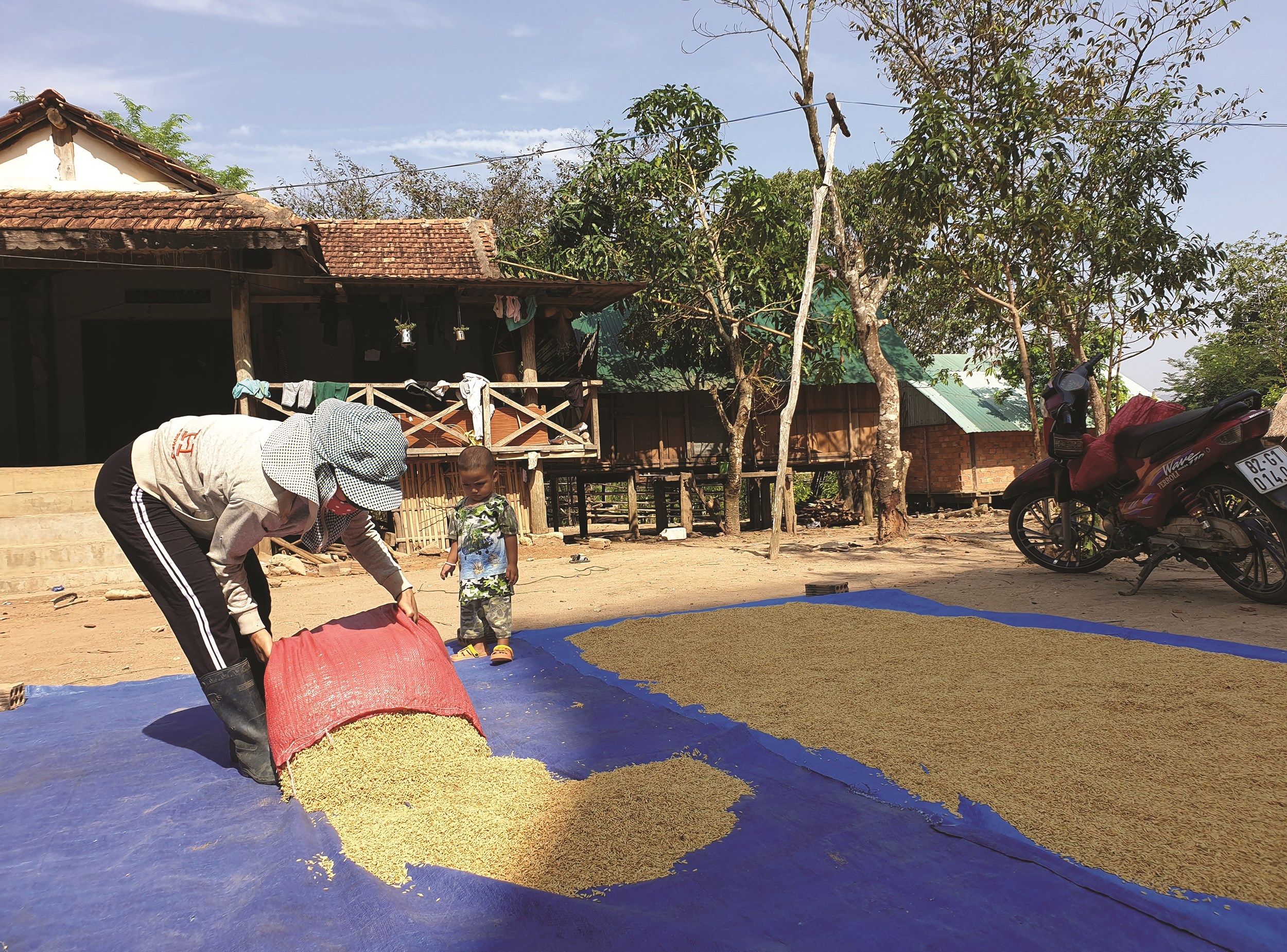 Người dân ở làng Kon Sơ Lăl, xã Hà Tây, huyện Chư Păh phơi nông sản.