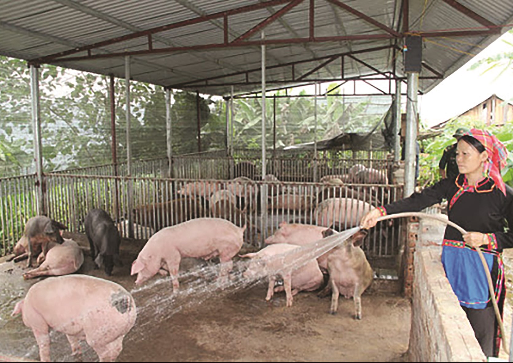 Chăn nuôi lợn là thế mạnh của xã Đồng Yên (Ảnh minh họa)