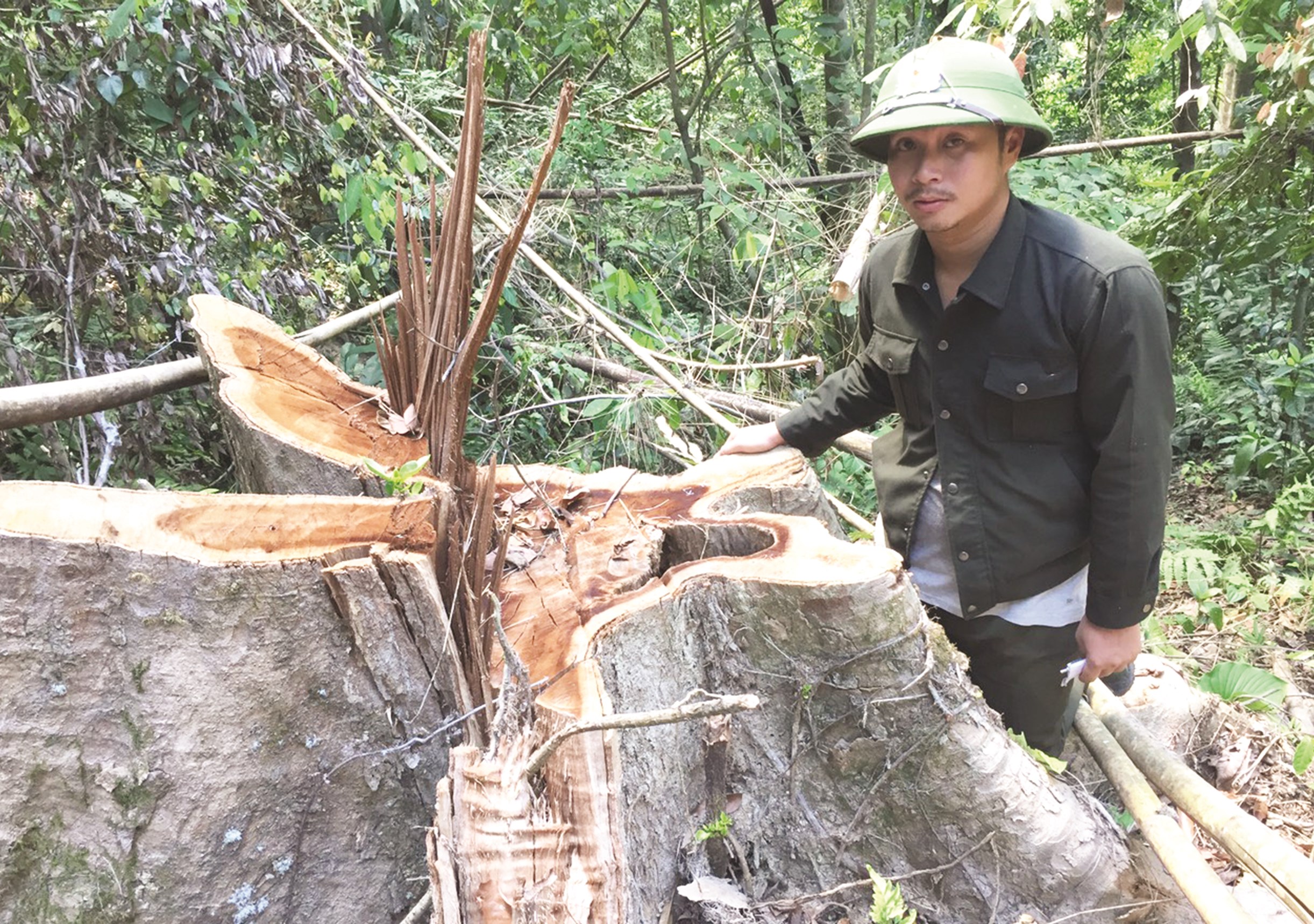 Lực lượng Kiểm lâm huyện Thường Xuân đã phát hiện nhiều gốc gỗ lớn bị chặt phá khi đi tuần tra