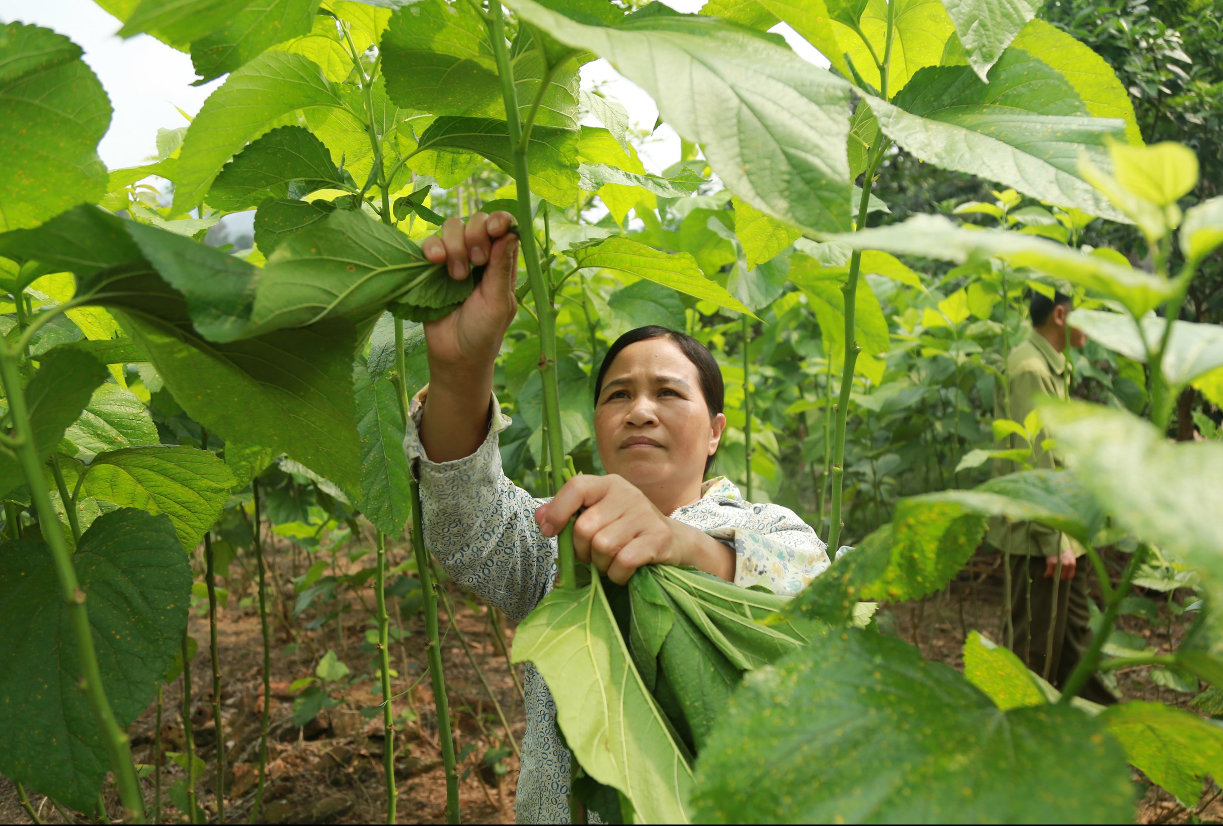 Cây dâu tằm đã và đang mang lại thu nhập cao cho nông dân xã Việt Tiến.