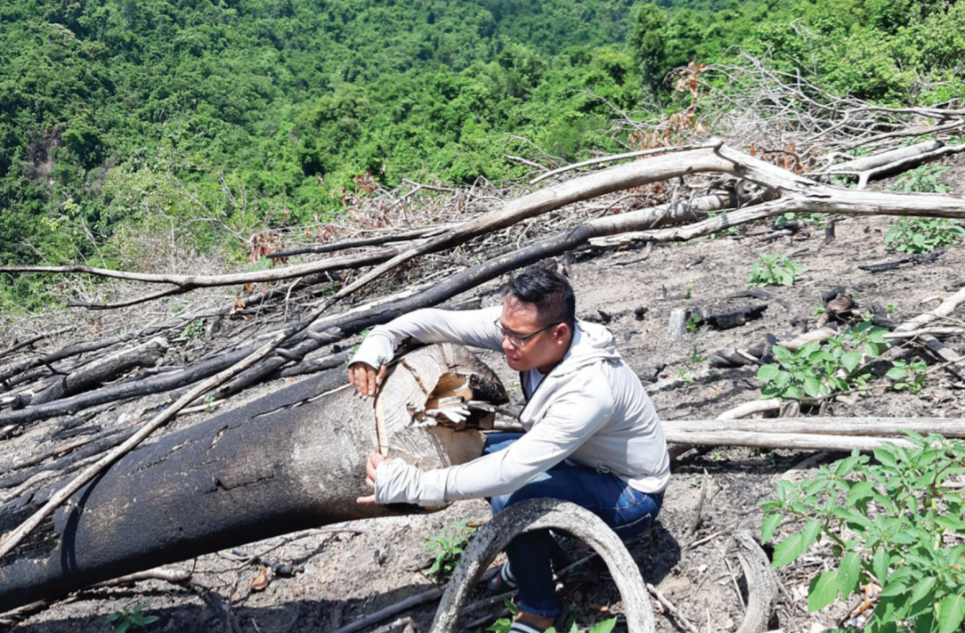 Hiện trường vụ phá rừng tại xã Tây Thuận, huyện Tây Sơn