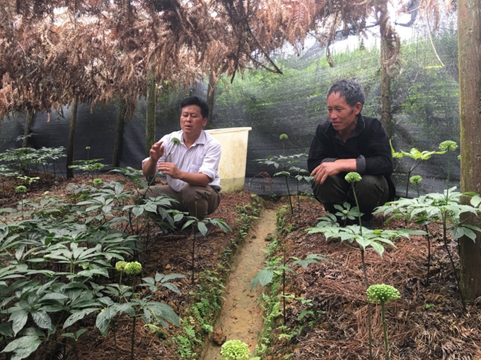 Cán bộ Phòng Nông nghiệp huyện Si Ma Cai cùng người dân kiểm tra tốc độ sinh trưởng của cây dược liệu tam thất tại xã Quan Hổ Thẩn 