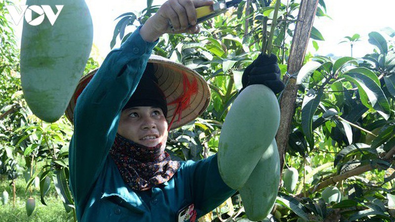 Nông sản Việt cần giảm phụ thuộc vào thị trường xuất khẩu truyền thống.