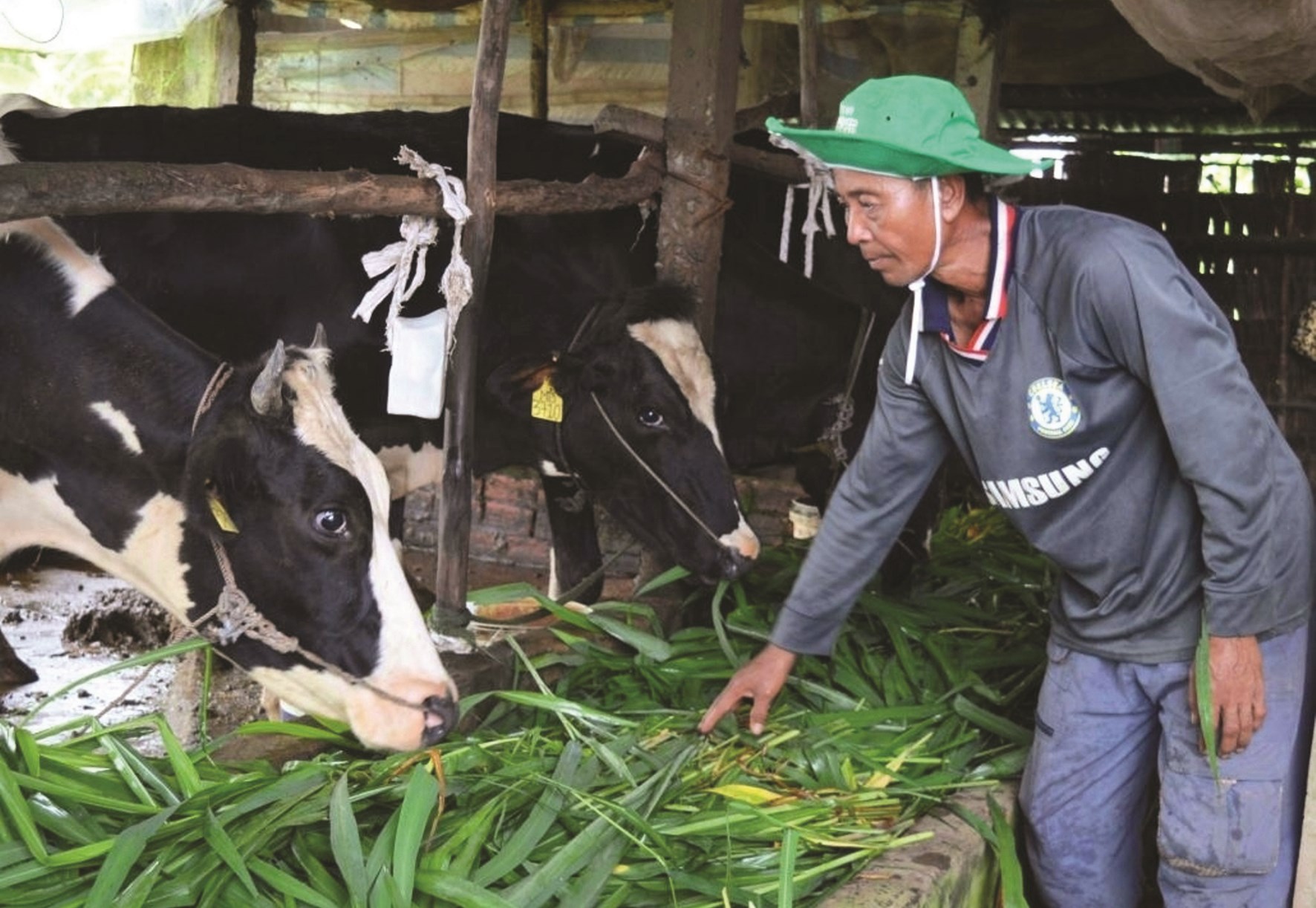 Mô hình nuôi bò sữa đã giúp anh Lâm Uôl, thành viên CLB Bò sữa ấp Tá Biên (xã Phú Mỹ) vươn lên thoát nghèo, ổn định đời sống