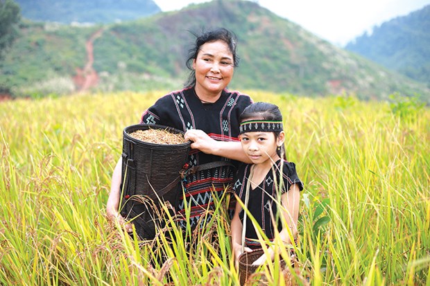 Thu hoạch lúa rẫy ở A Bung, huyện Đakrông (Quảng Trị). Ảnh: P.T.L