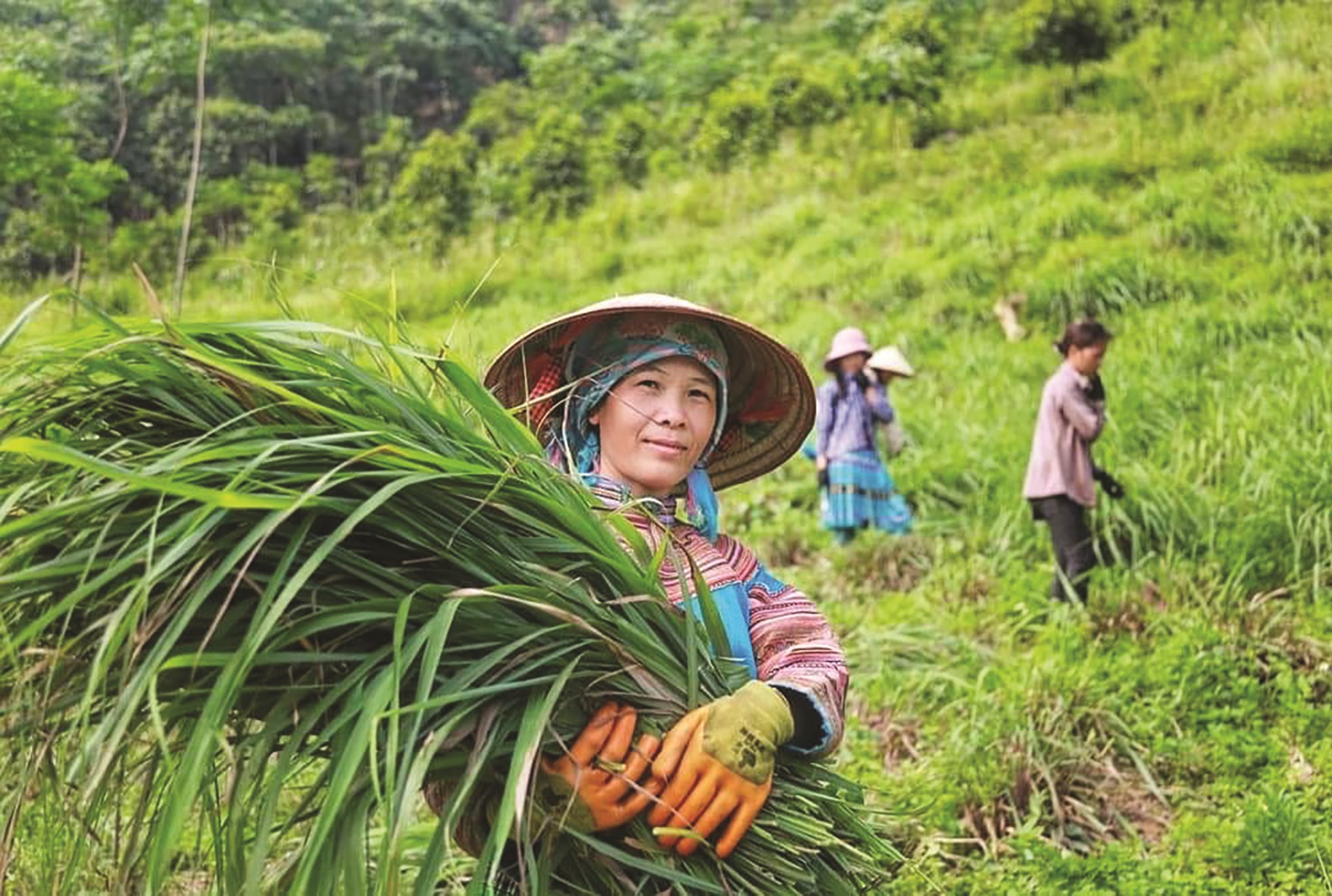 Cây sả là một trong những cây trồng mang lại hiệu quả kinh tế cao cho bà con nông dân xã Xuân Thượng.