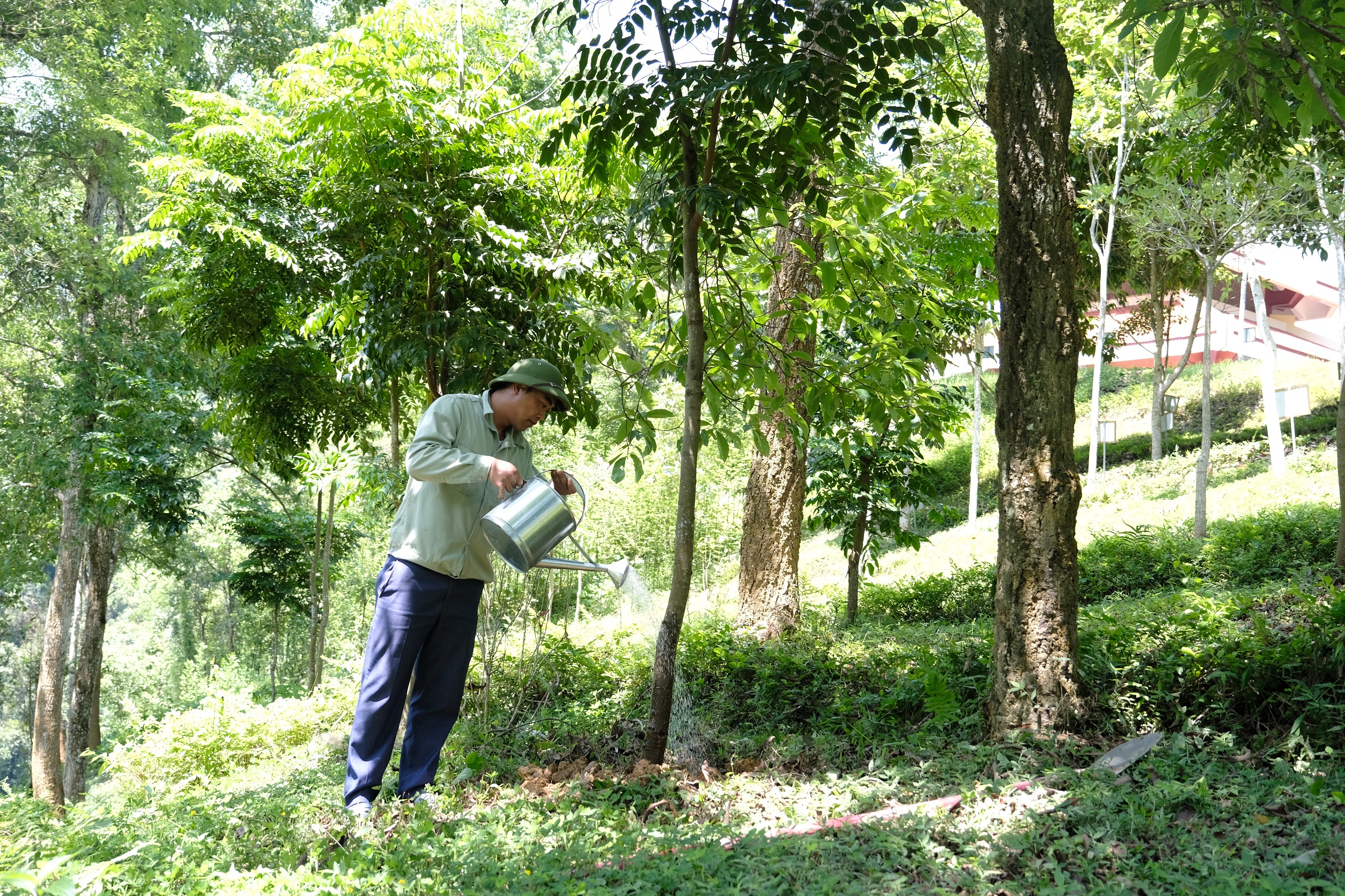 Tại khu di tích lịch sử Pác Bó, Cao Bằng, cây xanh do chương trình “Quỹ 1 triệu cây xanh cho Việt Nam” trồng tặng luôn được chăm sóc cẩn thận, chu đáo