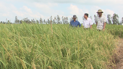 Lãnh đạo huyện Thạnh Trị thăm cánh đồng lúa của bà con ở thị trấn Hưng Lợi.
