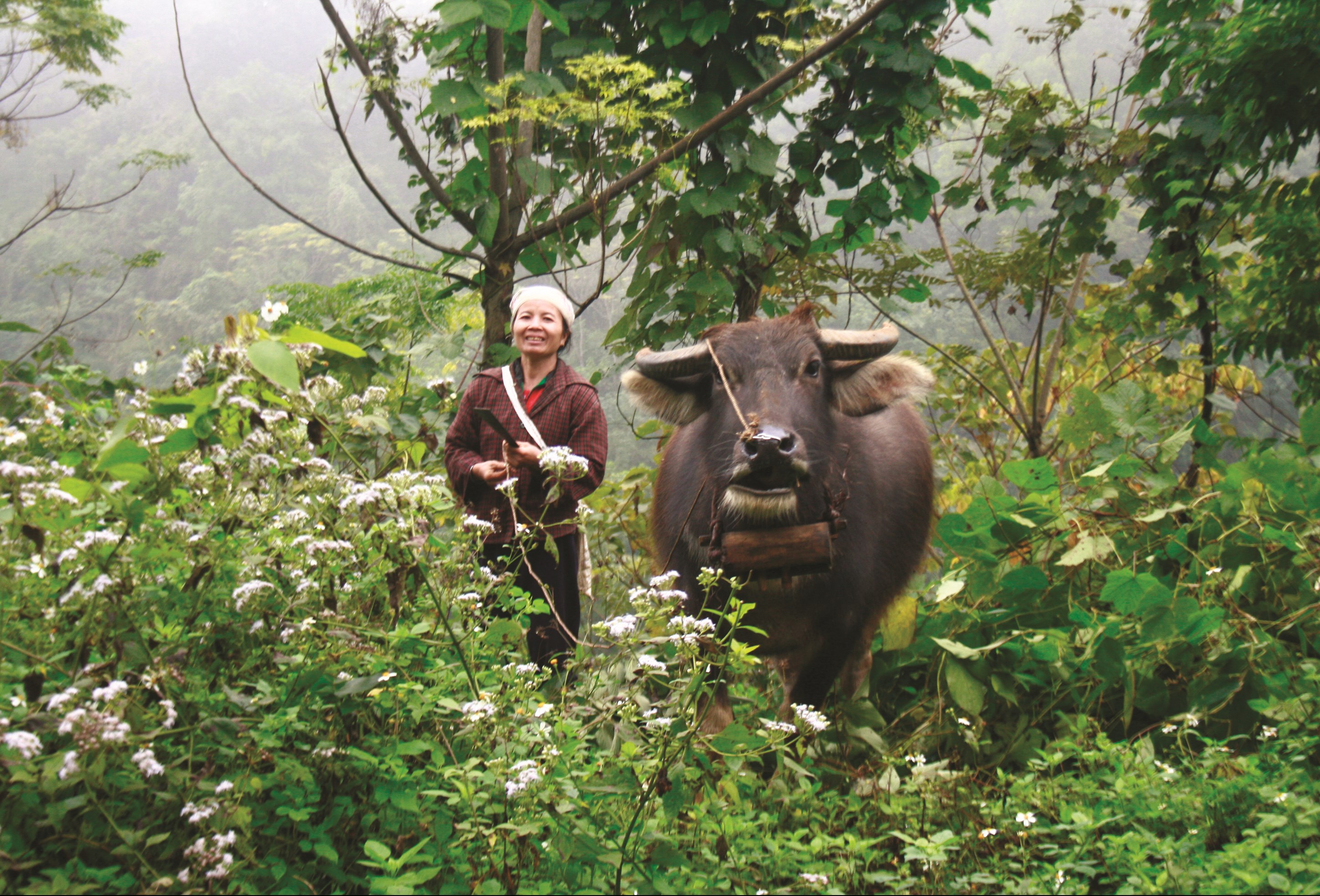 Bà Bùi Thị Bích chia sẻ về việc chăn thả trâu, bò bán tự nhiên.