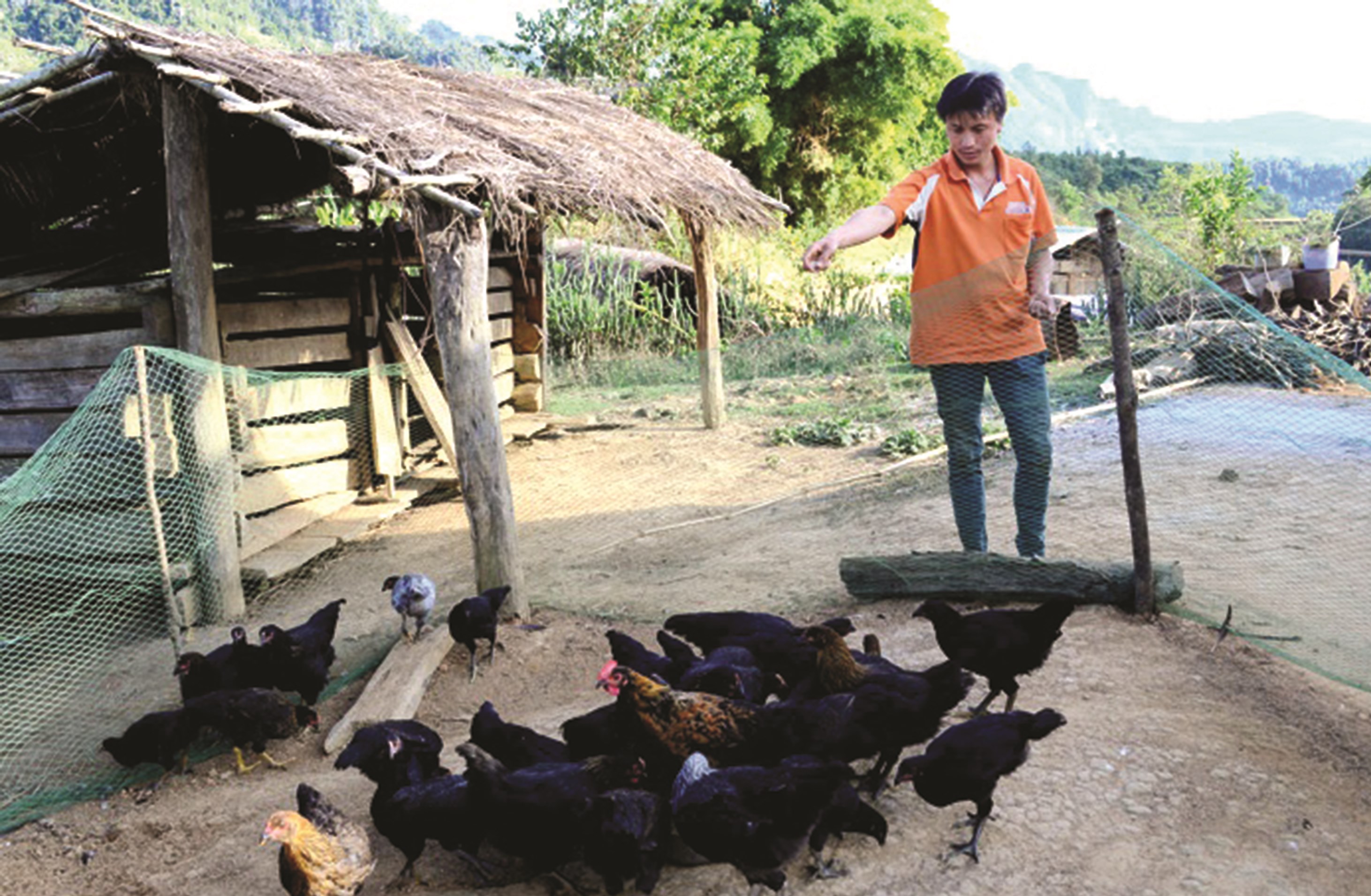 Người dân bản Ðề Tâu, xã Mường Ðun, huyện Tủa Chùa (Điện Biên) chăm sóc gia cầm được hỗ trợ từ nguồn vốn Chương trình 135. (Ảnh tư liệu)