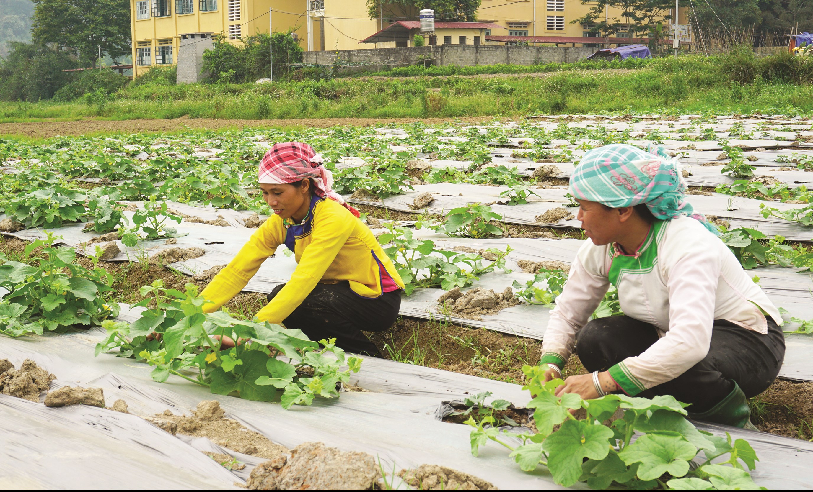Áp dụng công nghệ cao vào sản xuất, nâng cao thu nhập cho nông dân xã Quang Kim, huyện Bát Xát