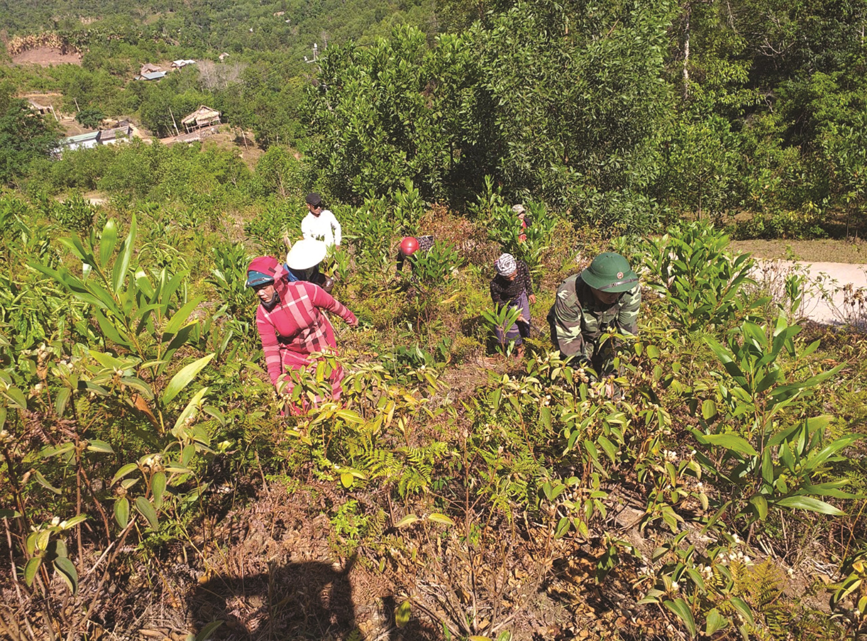 Chị Hồ Thị Thoi cùng bà con trong bản chăm sóc tỉa cây trồng rừng gỗ lớn.